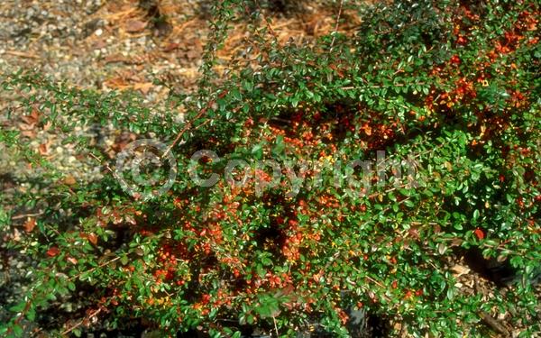 White blooms; Evergreen; Semi-evergreen