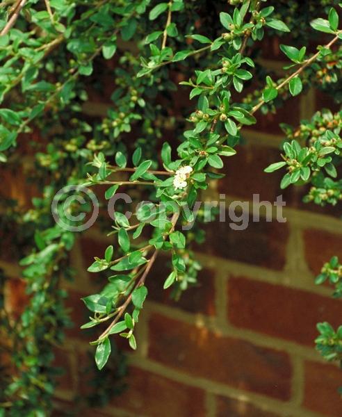 White blooms; Evergreen; Semi-evergreen