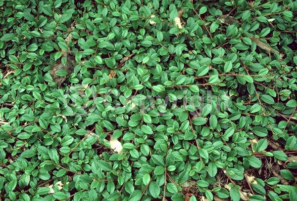 White blooms; Evergreen; Semi-evergreen