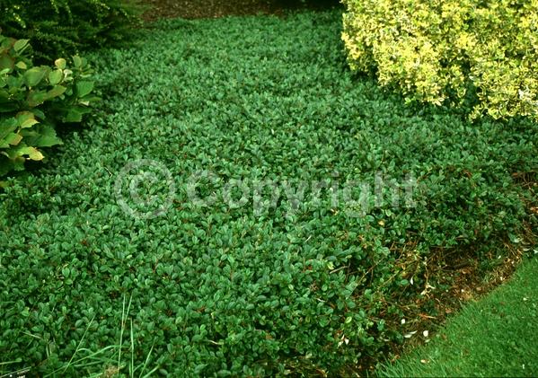 White blooms; Evergreen; Semi-evergreen