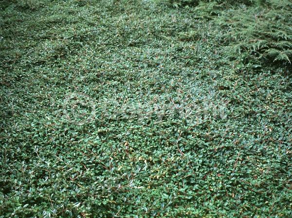 White blooms; Evergreen; Semi-evergreen