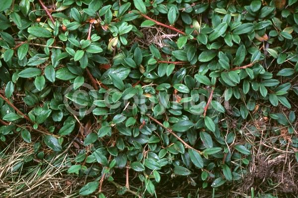 White blooms; Evergreen; Semi-evergreen