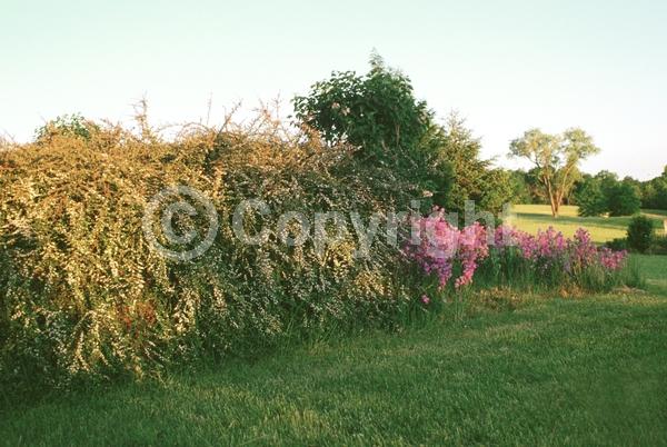 White blooms; Evergreen; Semi-evergreen