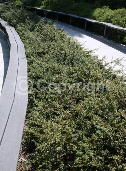 White blooms; Evergreen; Semi-evergreen