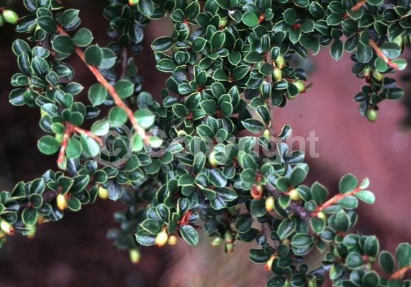 White blooms; Evergreen; Semi-evergreen