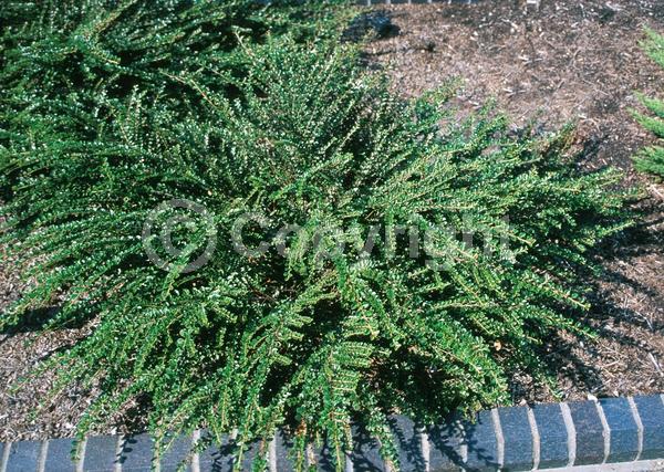 Pink blooms; Deciduous; Broadleaf