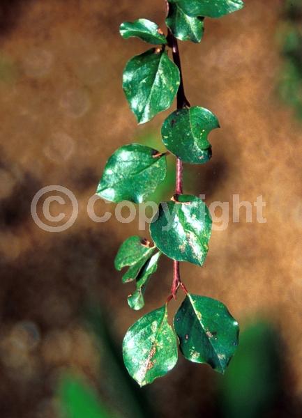 Pink blooms; Deciduous; Broadleaf