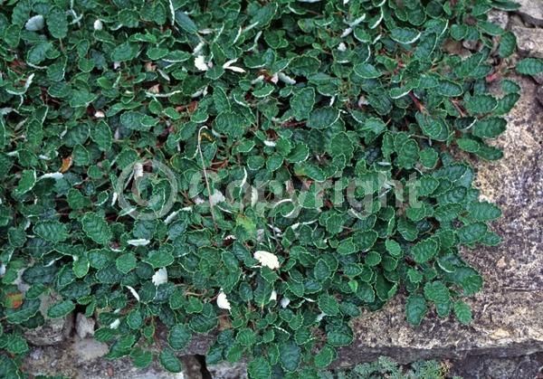 Unknown blooms; Evergreen; North American Native