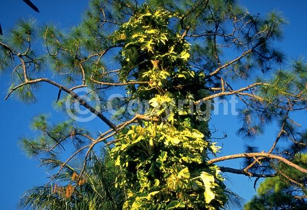 Green blooms; Evergreen; Broadleaf
