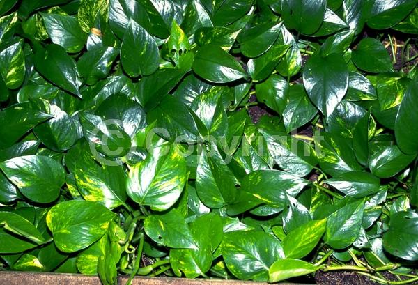 Green blooms; Evergreen; Broadleaf