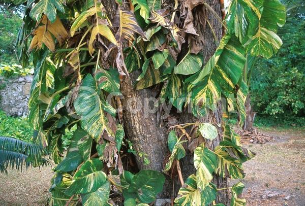 Green blooms; Evergreen; Broadleaf