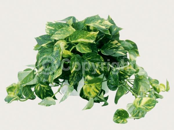 Green blooms; Evergreen; Broadleaf