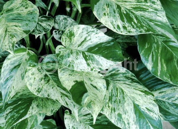 Green blooms; Evergreen; Broadleaf