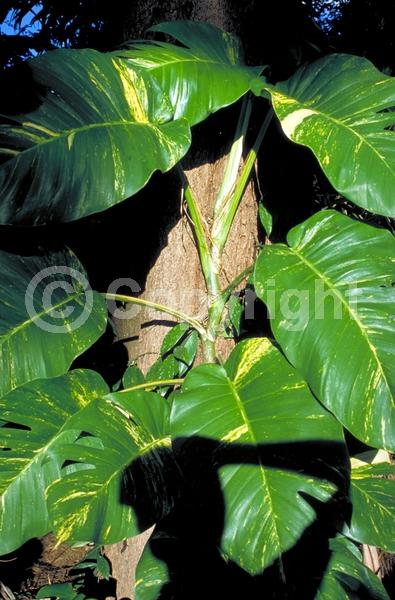 Green blooms; Evergreen; Broadleaf