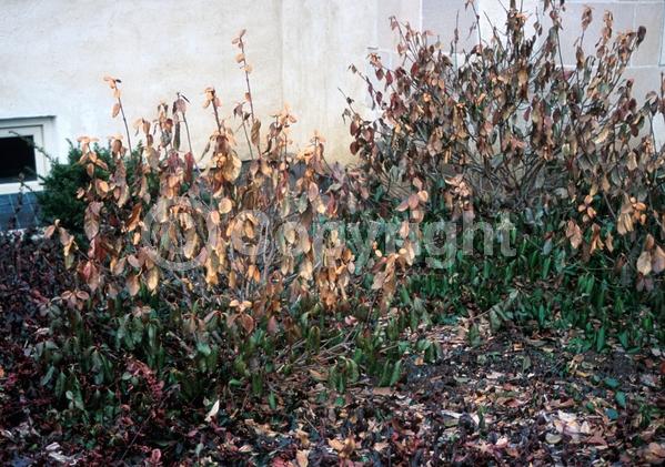 White blooms; Green blooms; Semi-evergreen