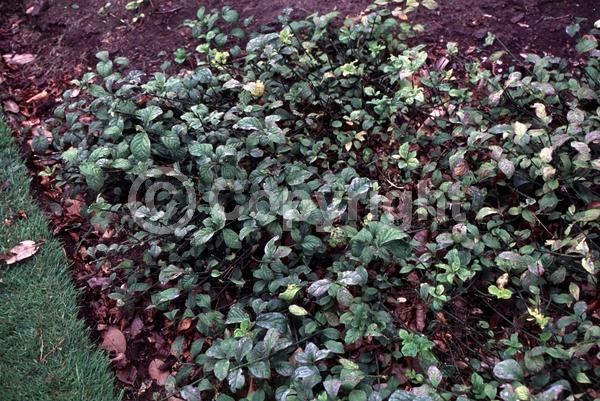 White blooms; Green blooms; Deciduous; North American Native