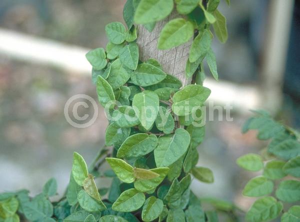 Green blooms; Evergreen; Needles or needle-like leaf