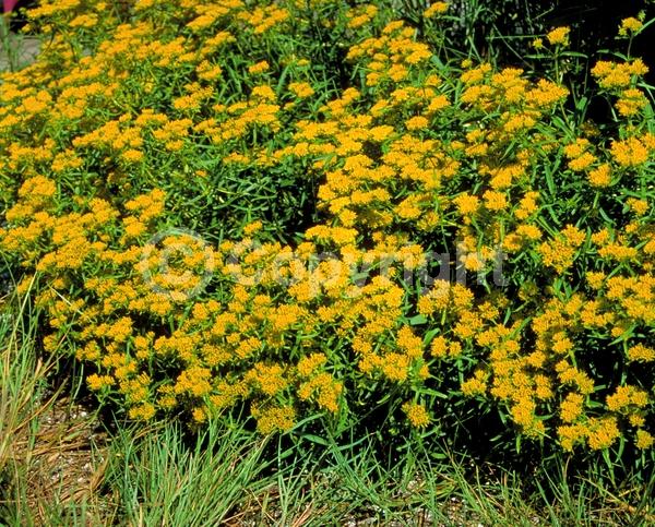 Yellow blooms; North American Native