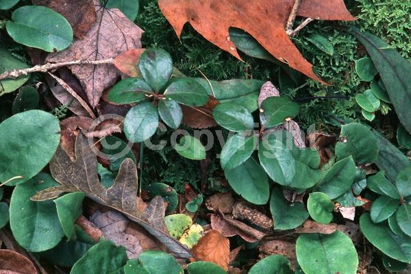 White blooms; Evergreen; North American Native