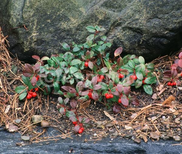 White blooms; Evergreen; North American Native