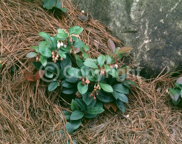 White blooms; Evergreen; North American Native