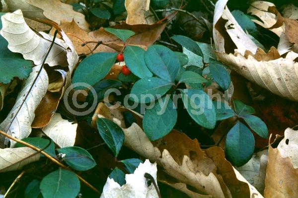 White blooms; Evergreen; North American Native