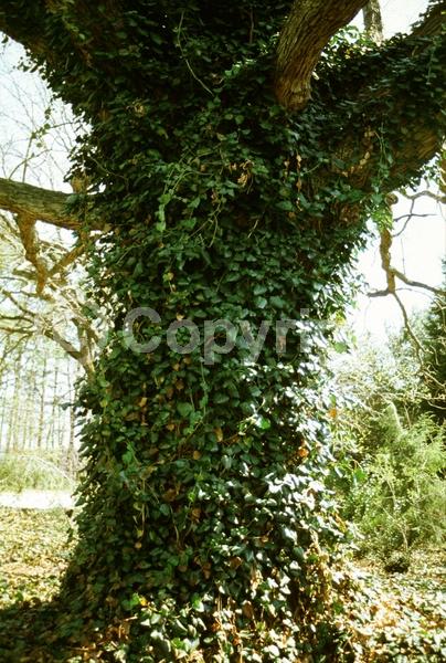 White blooms; Evergreen; Broadleaf