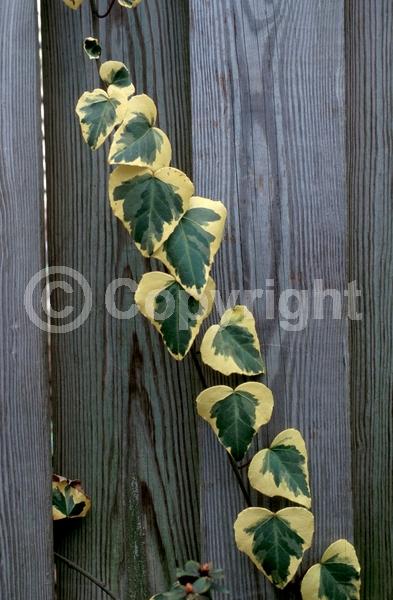 White blooms; Evergreen; Needles or needle-like leaf