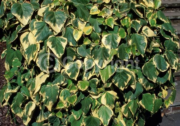 White blooms; Evergreen; Needles or needle-like leaf