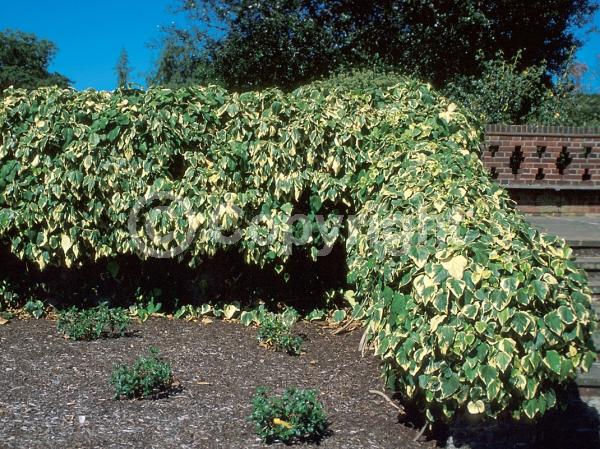 White blooms; Evergreen; Needles or needle-like leaf