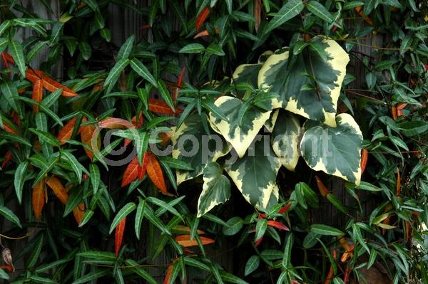 White blooms; Evergreen; Needles or needle-like leaf