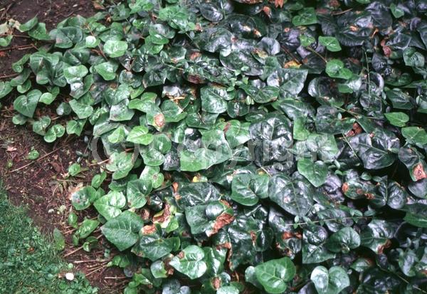 White blooms; Evergreen; Broadleaf
