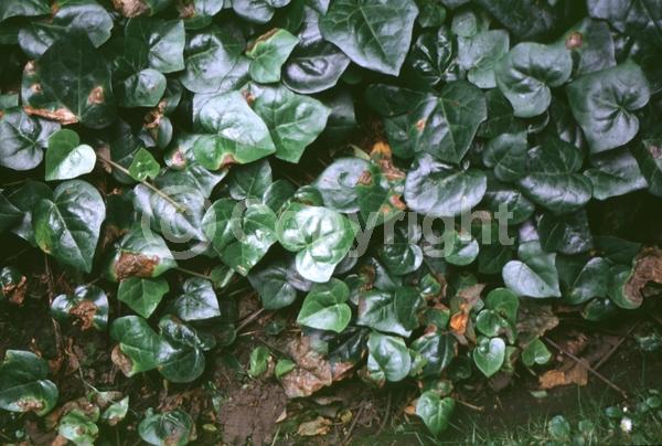 White blooms; Evergreen; Broadleaf