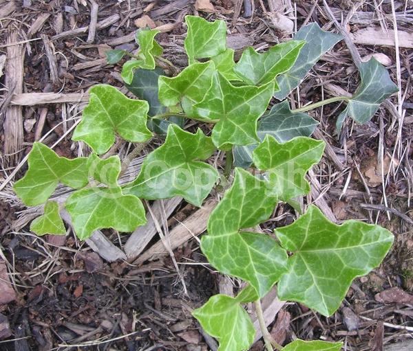 White blooms; Evergreen; Broadleaf