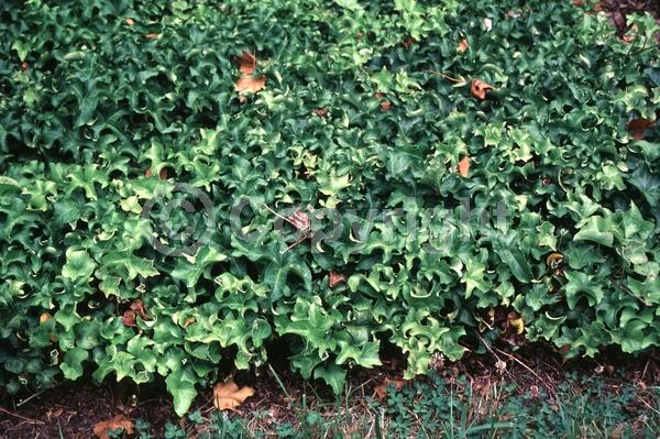 White blooms; Evergreen; Broadleaf