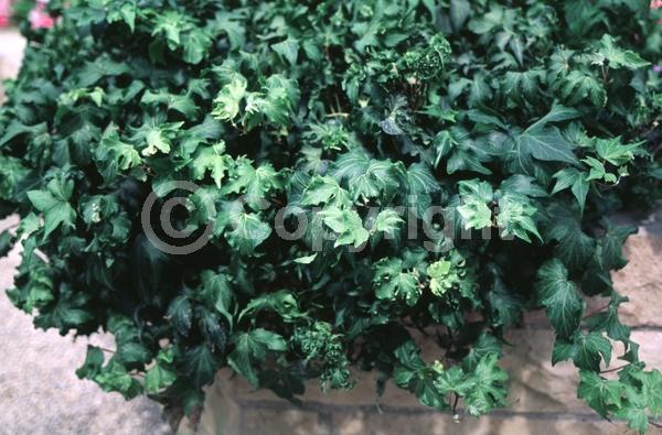 White blooms; Evergreen; Broadleaf