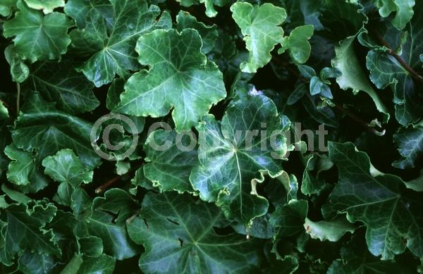 White blooms; Evergreen; Needles or needle-like leaf