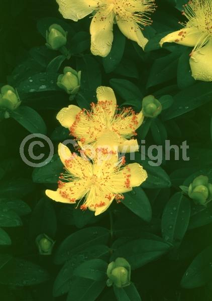 Yellow blooms; Evergreen; Semi-evergreen