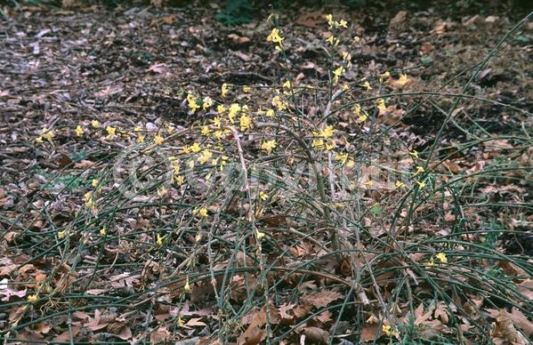 Yellow blooms; Evergreen; Needles or needle-like leaf