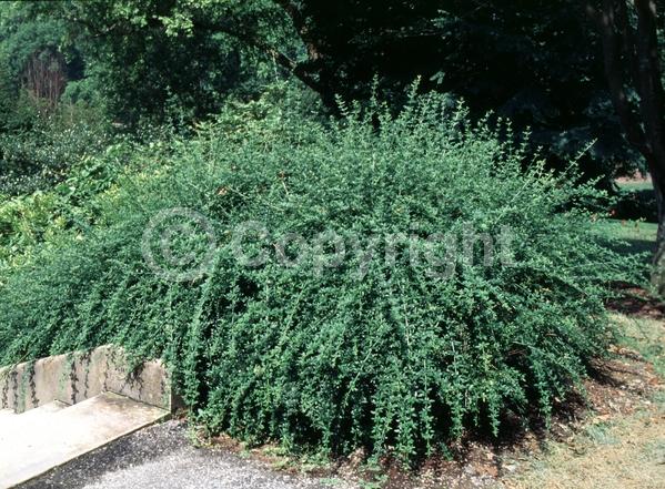 Yellow blooms; Evergreen; Needles or needle-like leaf