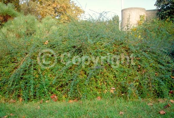 Yellow blooms; Evergreen; Needles or needle-like leaf