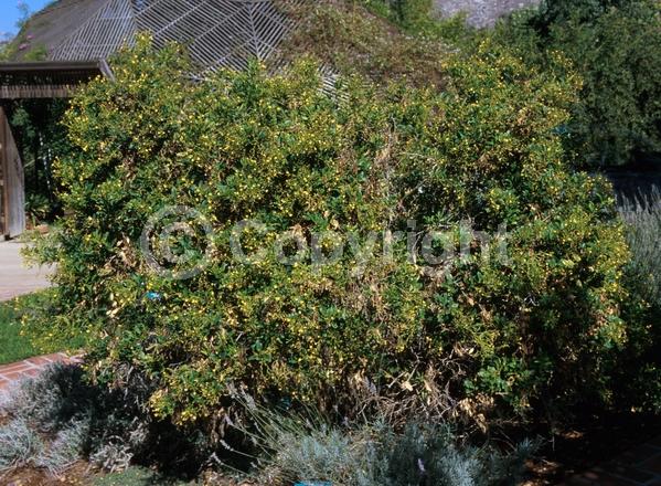 Yellow blooms; Evergreen