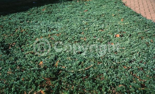 Unknown blooms; Evergreen; North American Native