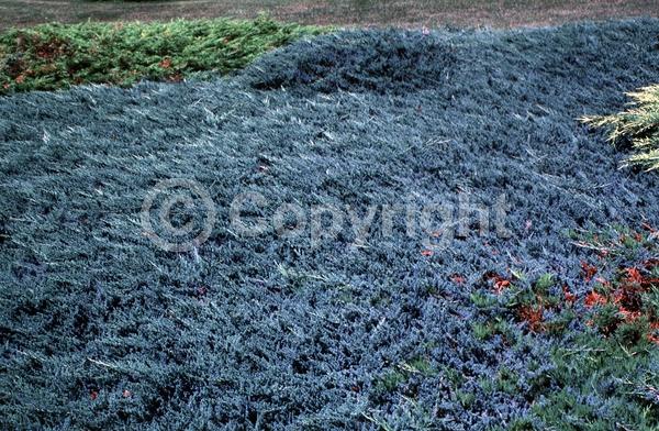 Blue blooms; Evergreen; North American Native
