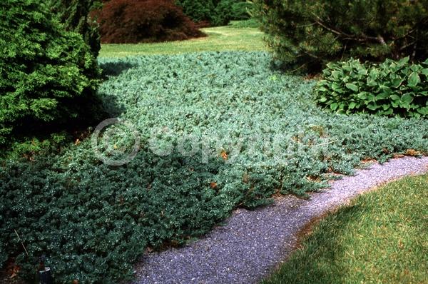 Unknown blooms; Evergreen; North American Native