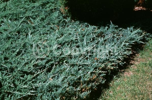 Blue blooms; Evergreen; North American Native