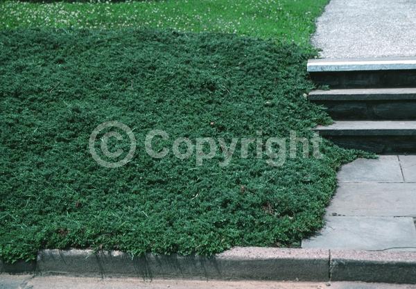 Evergreen; North American Native