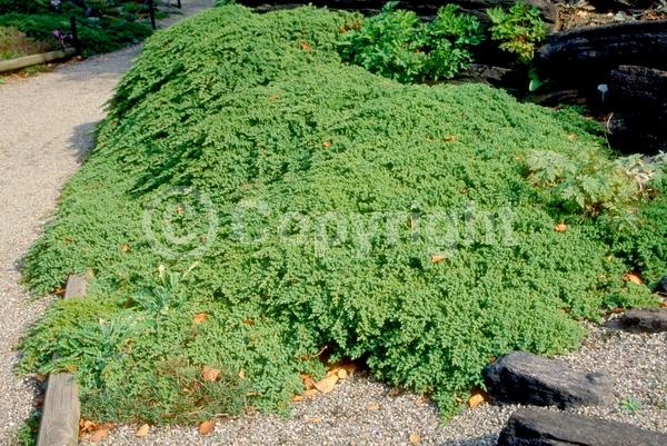 Evergreen; Needles or needle-like leaf