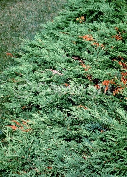 Unknown blooms; Evergreen