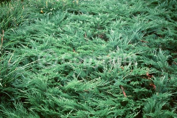 Unknown blooms; Evergreen